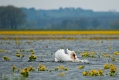 056_Biebrza - kwiecien 2011
